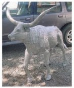 long horn bull